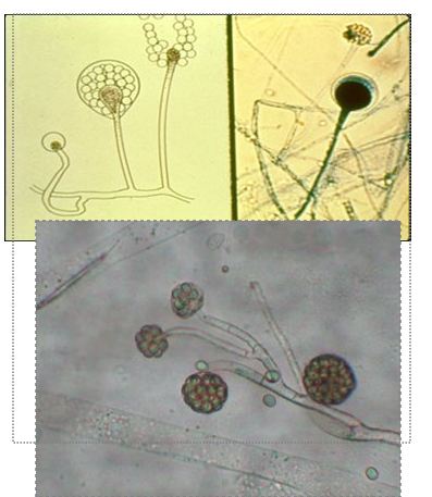 <p>sporangiophores tend to branch</p><p>not rhizoids</p><p>sporangium is large, spherical</p>
