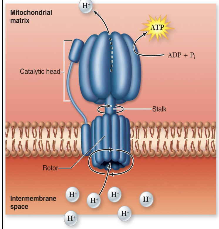 <ul><li><p>Occurs in the inner mitochondrial membrane</p></li><li><p>ATP synthase converts ADP+P into ATP</p></li><li><p>Uses energy from the ion gradient to power the synthesis of ATP</p></li><li><p>ETC pumps H= INTO the intermembrane space</p><ul><li><p>H+ leaks back through ATP synthase by facilitated diffusion and finally goes with the concentration gradient</p></li></ul></li><li><p>Protons flowing through turn the rotor and catalyze ATP synthesis</p></li><li><p>Produces about 26-28 ATP per molecule glucose</p></li></ul><p></p>