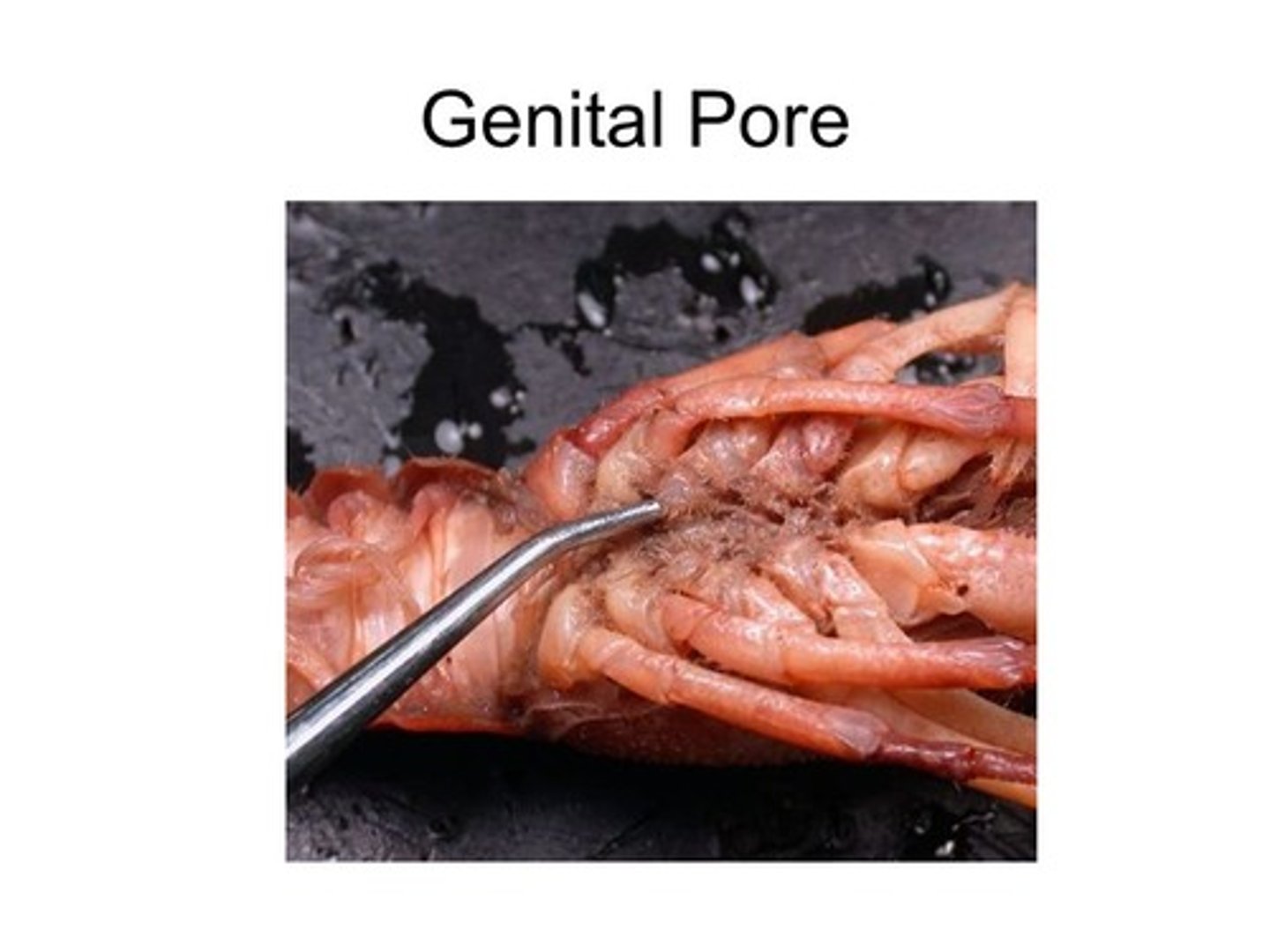 <p>located on the third pair of walking legs.</p>