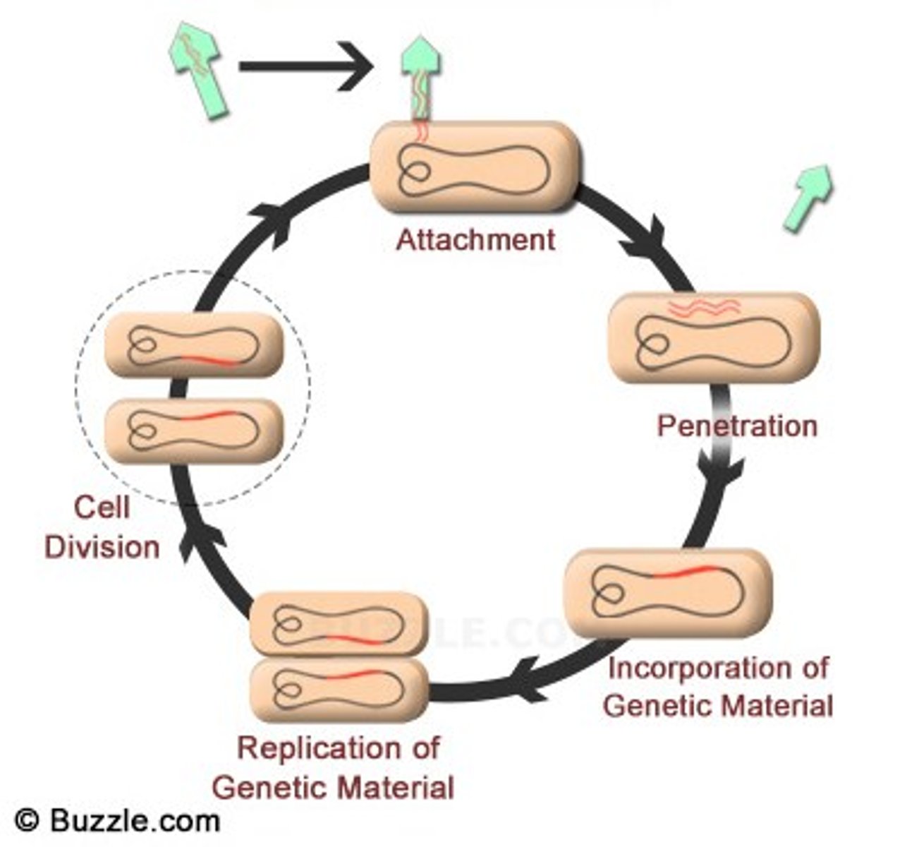 <p>a viral reproductive cycle in which the viral DNA is added to the host cell's DNA and is copied along with the host cell's DNA</p>