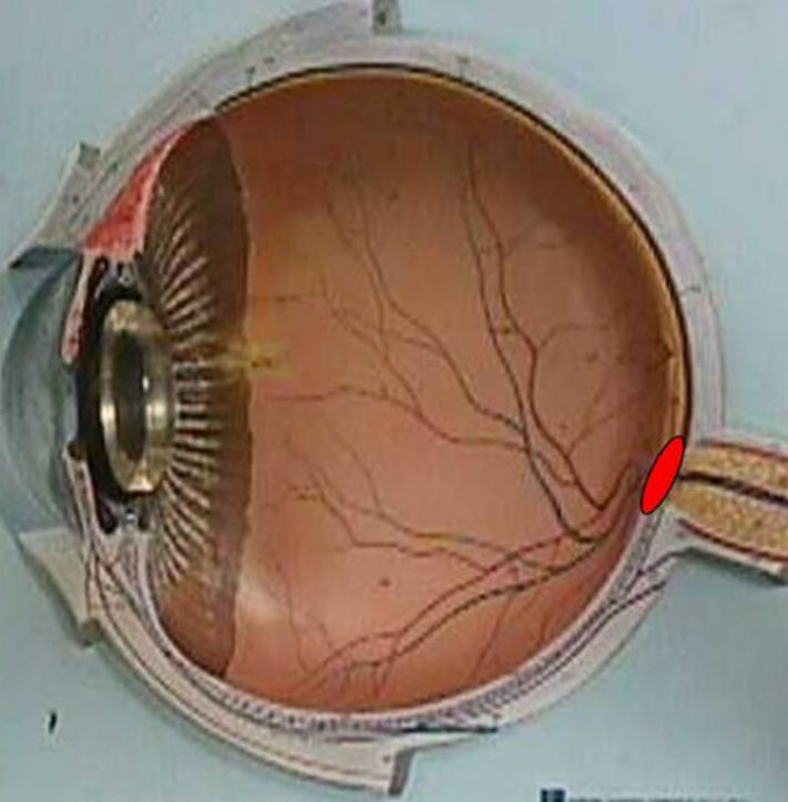 inner layer