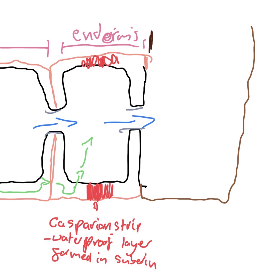 <p>Waterproof layer formed suberin - called casparian strip, embedded in cellulose cell wall prevents water moving by apoplast pathway due</p><p>Water moves into protoplasm joins symplast pathway, all water entering stele - symplast pathway, ensure water transport in under metabolic control </p>