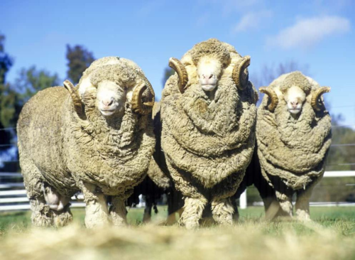 <ul><li><p>best sheep for wool and not very meaty</p></li><li><p>merino sheep is the standard</p></li></ul><p></p>