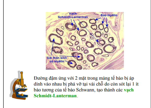 <p>Ở sợi trục có bao myelin thì đôi khi phần màng sinh chất của schwann có 1 số đoạn không hoàn toàn ép sát→có lọt bào tương vào khoảng đó→không bắt màu trên lam tạo 1 đốm</p><p>Rãnh ranvier là khoảng không có bao myelin(nơi 2 Tb schwann tiếp giáp) trên sợi trục</p>