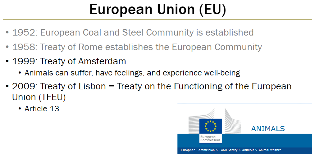 <p><strong>1952 – European Coal and Steel Community</strong><br> Early economic integration, no mention of animals</p><p><strong>1958 – Treaty of Rome</strong><br> Established the European Community, still no animal provisions</p><p><strong>1999 – Treaty of Amsterdam</strong><br> Recognizes that animals can suffer, have feelings, and experience well-being</p><p><strong>2009 – Treaty of Lisbon (Treaty on the Functioning of the EU, TFEU)</strong><br> <strong>Article 13</strong> acknowledges animal sentience and requires EU and member states to pay full regard to the welfare requirements of animals</p>