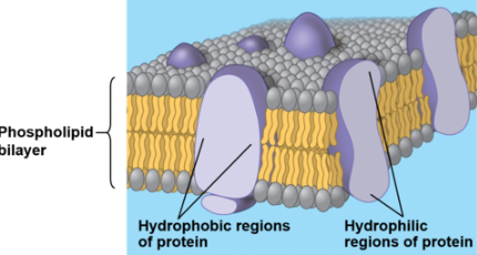 <p>proteins that are embedded into the lipid bilayer</p><p>can be hydrophilic, hydrophobic, or both (determined by R groups/side chains)</p><p>hydrophilic= polar or ionic side chains, hydrophilic regions make up the interior of the channel or pore</p><p>hydrophilic regions are exposed to the cytosol</p><p>hydrophobic= nonpolar side chains</p><p>hydrophobic regions make up the protein surface and interact with fatty acids</p>