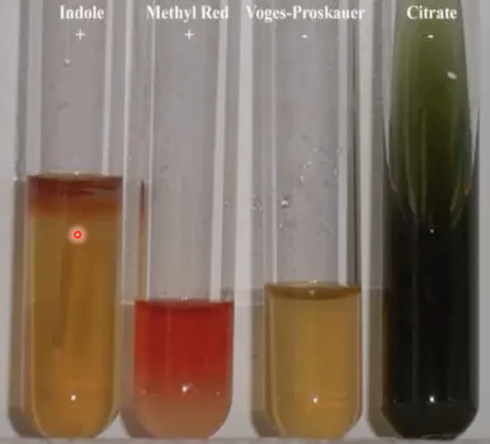 <p>What is an example of a biochemical test, which uses four biochemical tests respectively involving Indole, Methyl Red, Voges-Proskauer, or Citrate?</p>