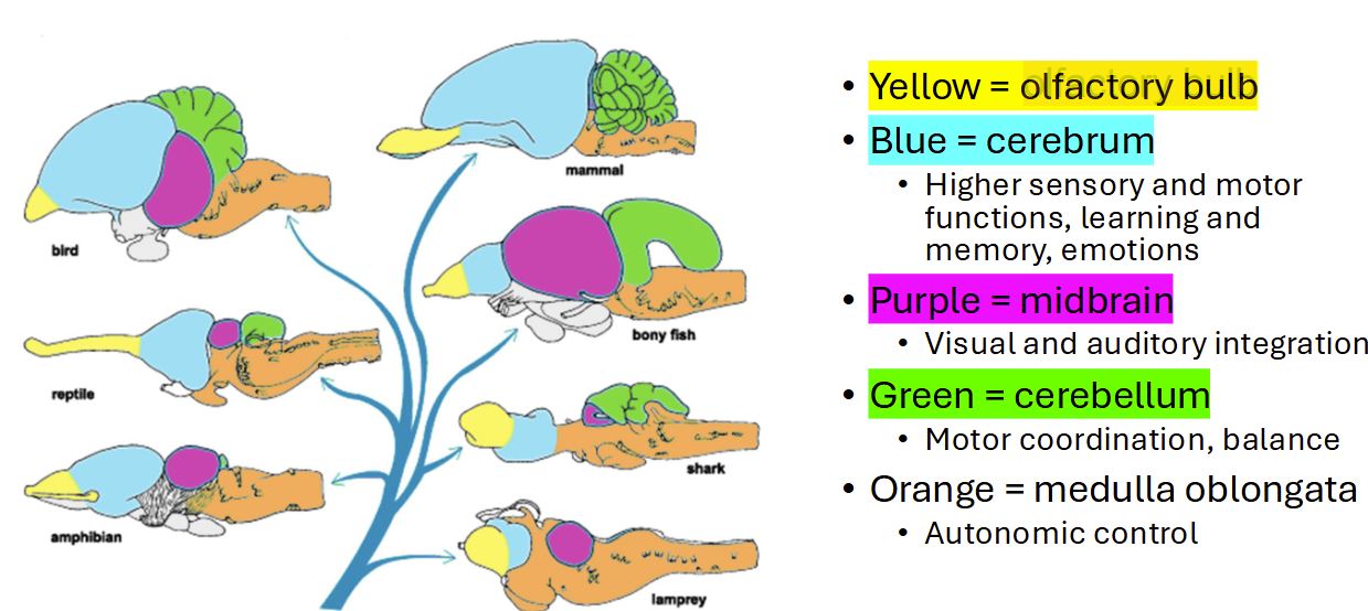 <p>Cerebrum</p>