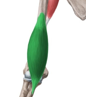 <p>ngjitja proksimale eshte ne pjesen e poshtme te facies anterolateralis dhe anteromedialis humerii ndersa ngjitja distale eshte ne tuberositat ulnae</p><p>inervimi: n.musculocutaneus</p><p>veprimi: fleksor kryesor i parakrahut ndaj krahut</p>