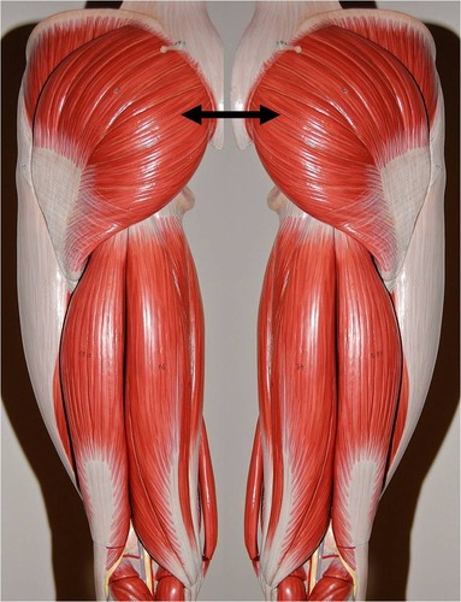 <p>Origin: Iliac crest, sacrum, coccyx </p><p>Insertion: IT band, gluteal tuberosity of femur </p><p>Action: Hip extension, lateral rotation </p>