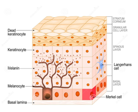 <ul><li><p>tough, fibrous, opaque, and waterproof protein that is impervious to pathogenic invasion and resistant to friction</p></li><li><p>produced during the maturation of the keratinocyte epithelial cells as they migrate from near the basement membrane to the surface of keratinized tissue</p></li></ul><p></p>