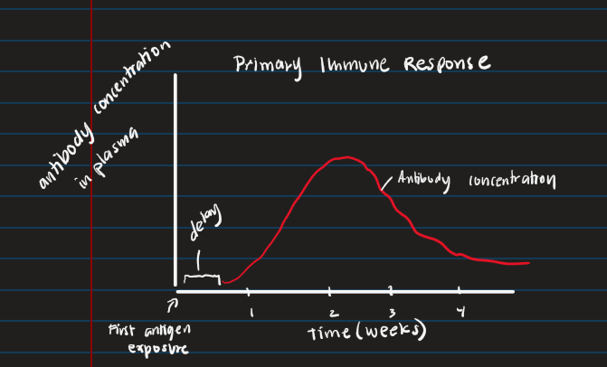 <p>to respond more quickly and more strongly with long term immunity</p>