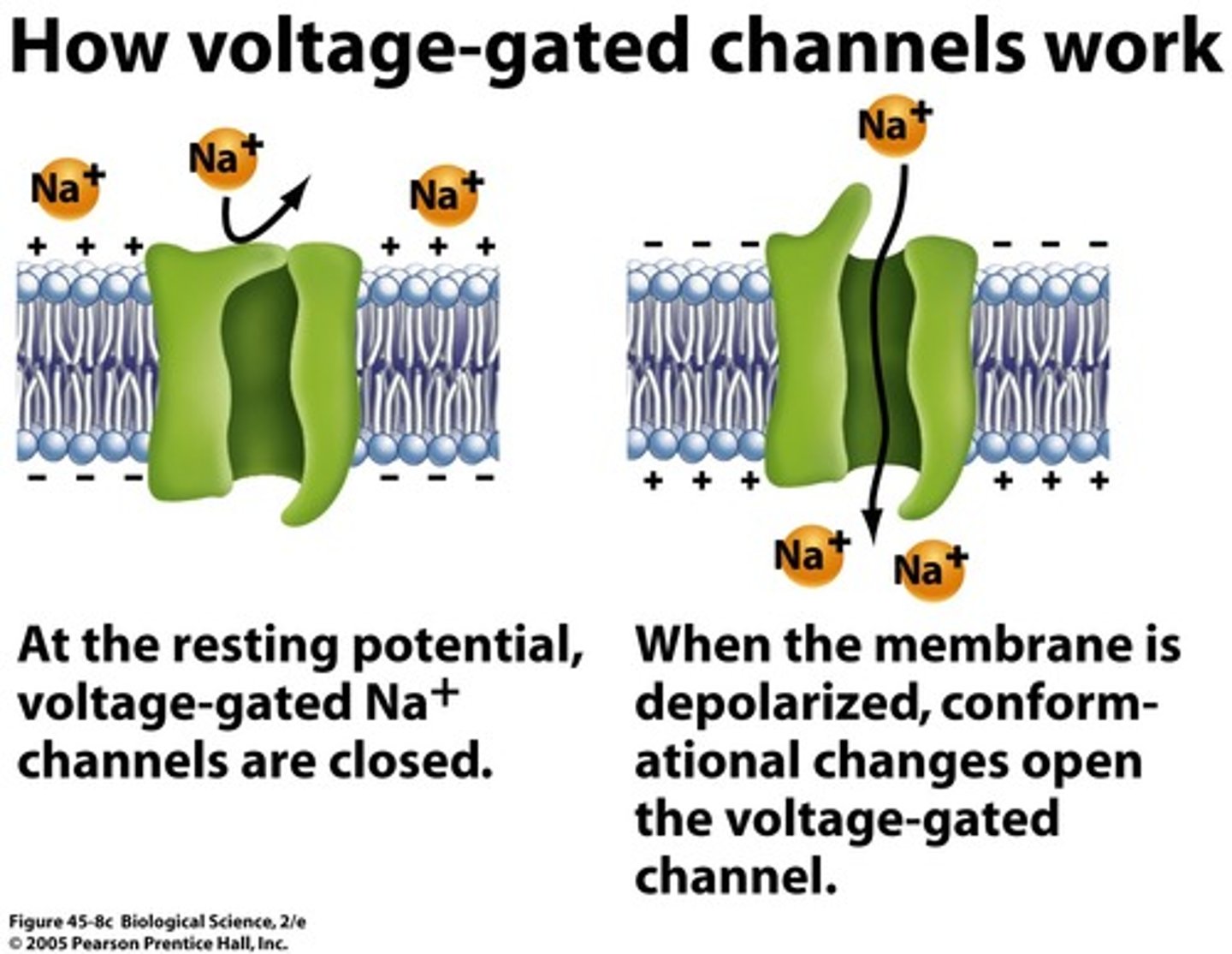 <p>membrane channels open, bringing about the depolarization phase of the action potential.</p>