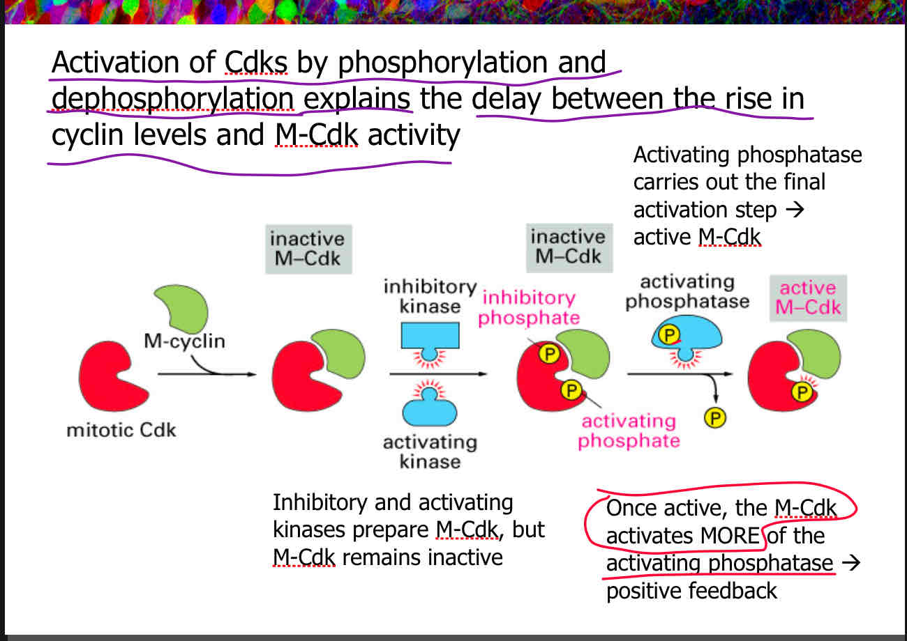 <p>Positive feedback contributes to the activation of M-Cdk through a self-amplifying process. Initially, inhibitory and activating kinases prepare M-Cdk, but it remains inactive. The activating phosphatase then carries out the final activation step, resulting in active M-Cdk. Once active, M-Cdk activates more of the activating phosphatase, creating a positive feedback loop</p>