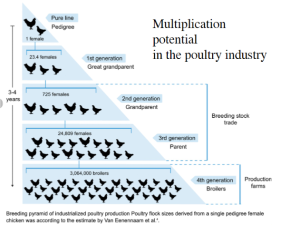 <ul><li><p><span style="background-color: transparent; font-family: "Helvetica Neue", sans-serif;">Poultry have high fecundity → Produce many offspring quickly</span></p></li><li><p><span style="background-color: transparent; font-family: "Helvetica Neue", sans-serif;">Enables rapid genetic diversification within flocks</span></p></li><li><p><span style="background-color: transparent; font-family: "Helvetica Neue", sans-serif;">Supports fast population growth for production purposes</span></p></li></ul><p></p>