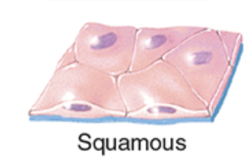 <p>are thin, which allows for the rapid passage of substances through them</p>