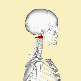 <p><span>a ring with </span><strong>no body</strong><span> (no chunky part in the middle), and it's the very </span><strong>top one</strong><span> that directly supports your head, letting you </span><strong>nod "yes." </strong>(C1) </p>