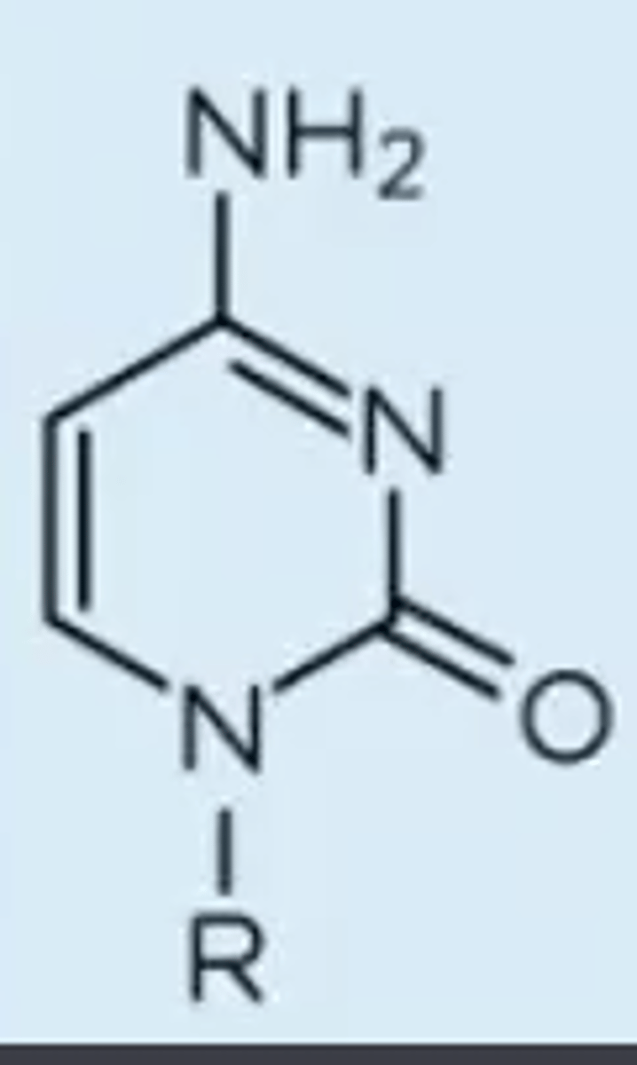 <p>pyrimidine with one carbonyl substituent & one NH2 substituent; only pyrimidine seen in DNA & RNA with two double bonds within its ring (NH 2 ON TOP LIKE ADENINE)</p>