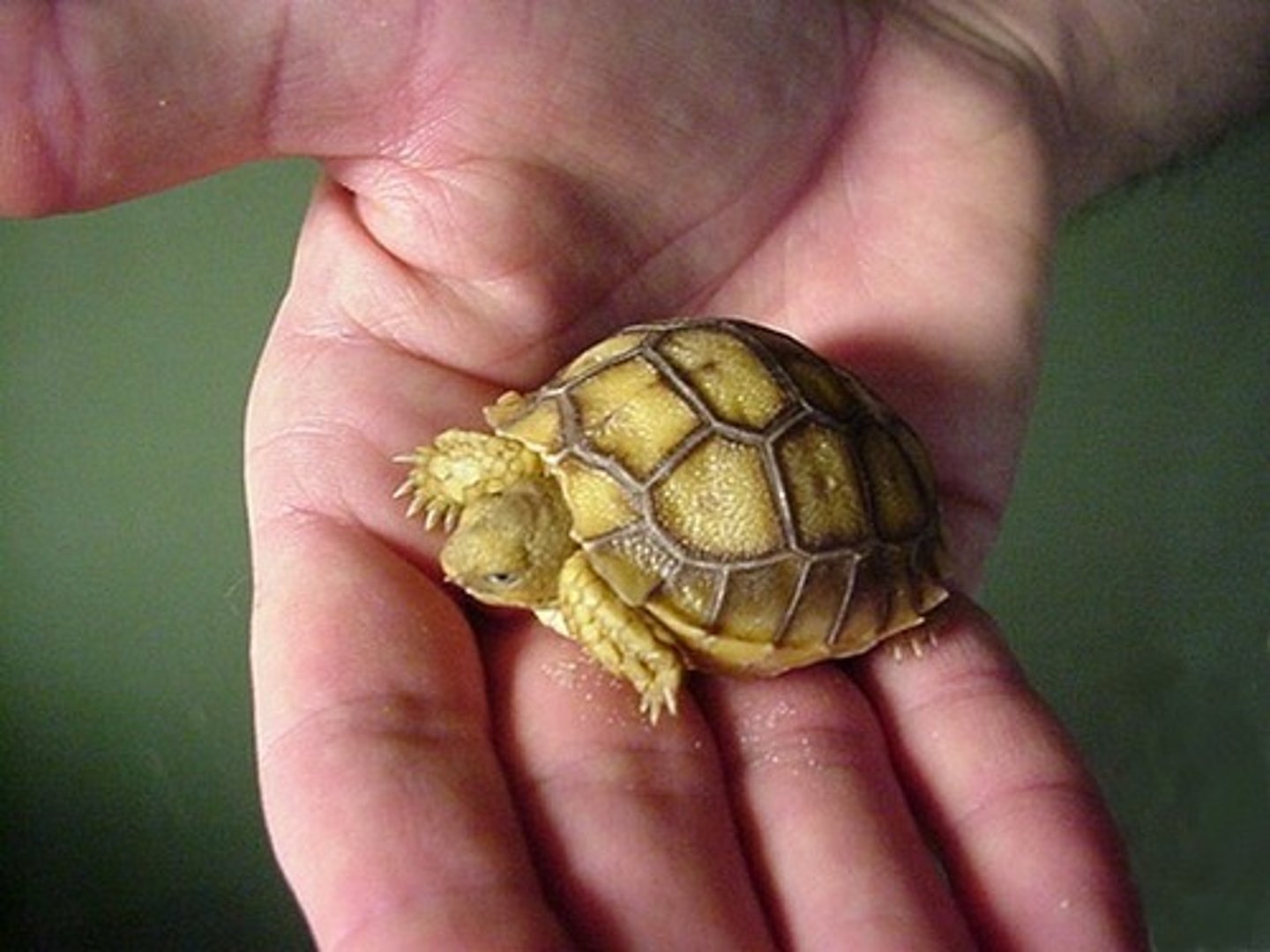 <p>the dorsal part of the shell of a turtle or tortoise</p>