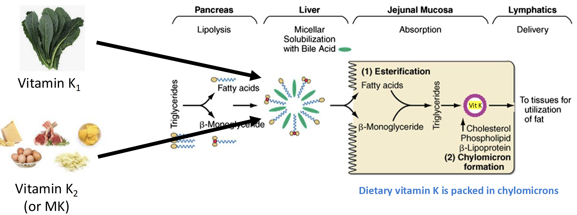 <p>Same Mechanism as dietary fat</p><p>(Lipolysis-Bile-esterification-lymphatic system- chylomicrons)</p>