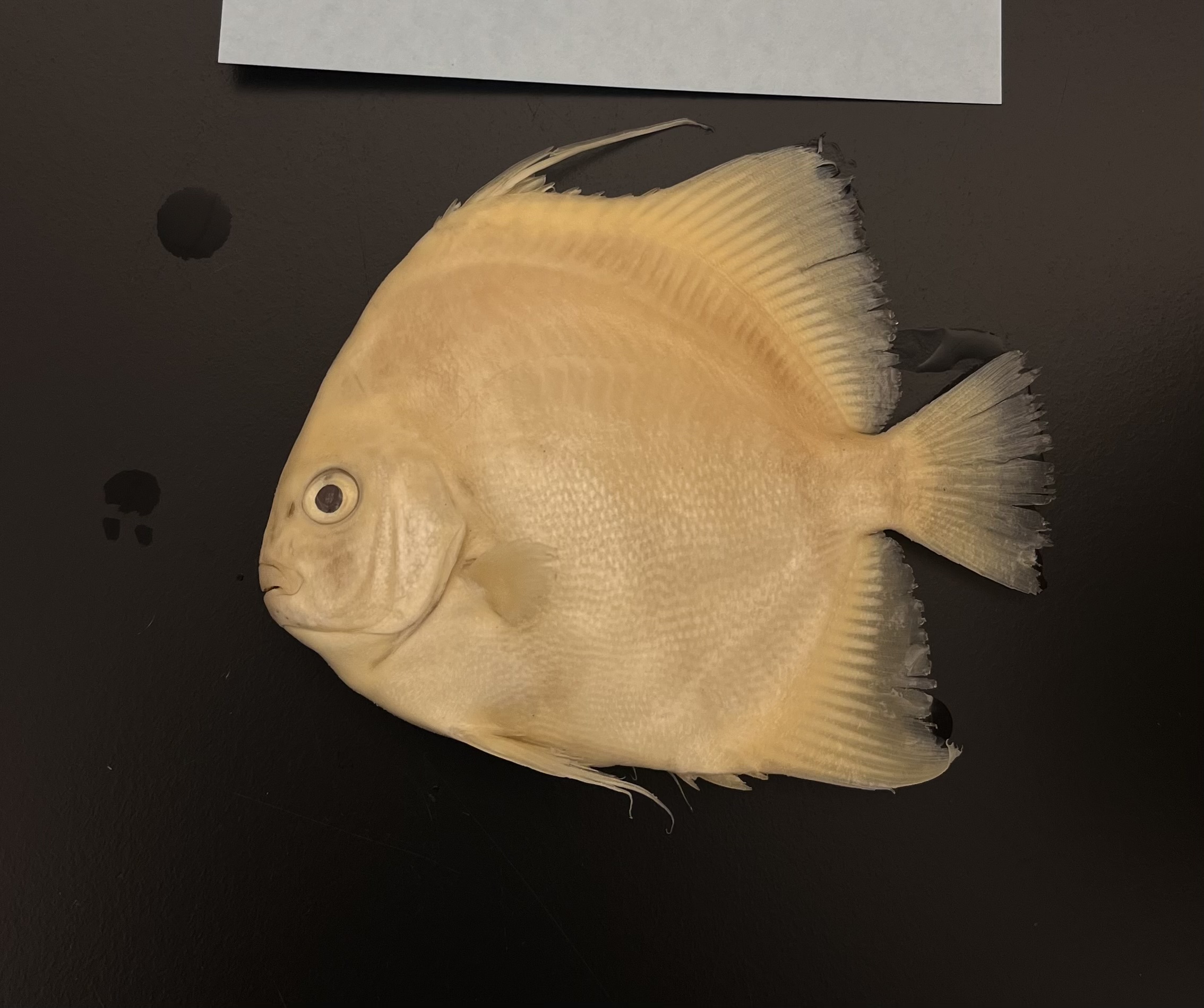 <p>Spadefishes</p>