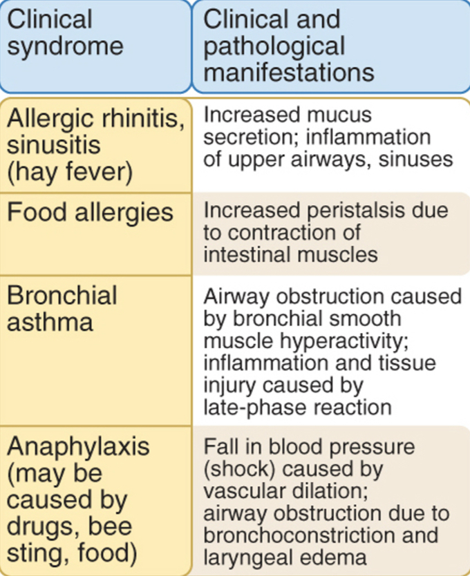 <p><span><strong><span>Hay fever</span></strong><span>: mast cells in </span><u><span>nasal mucosa produce histamine</span></u><span>; </span><u><span>late phase-prolonged inflammation.</span></u></span></p><p><span><strong><span>Food allergies</span></strong><span>: ingested allergens trigger mast cell degranulation;&nbsp; histamine causes increased peristalysis.</span></span></p><p><span><strong><span>Bronchial asthma</span></strong><span>: respiratory allergy; repeated bouts of bronchial constrictions and airway obstructions</span></span></p><p><span><strong><span>Chronic asthma</span></strong><span>: eosinophils, excessive mucus secretion in the airways, bronchial smooth muscle becomes hyperactive to various stimuli.</span></span></p>