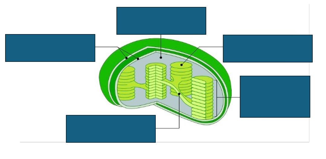 <p>structure of chloroplast </p>