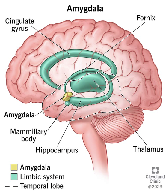 <p>amygdala's connection to memory involves its crucial role in forming and strengthening emotional memories, acting as a hub that links emotions to memory systems, especially the hippocampus</p>