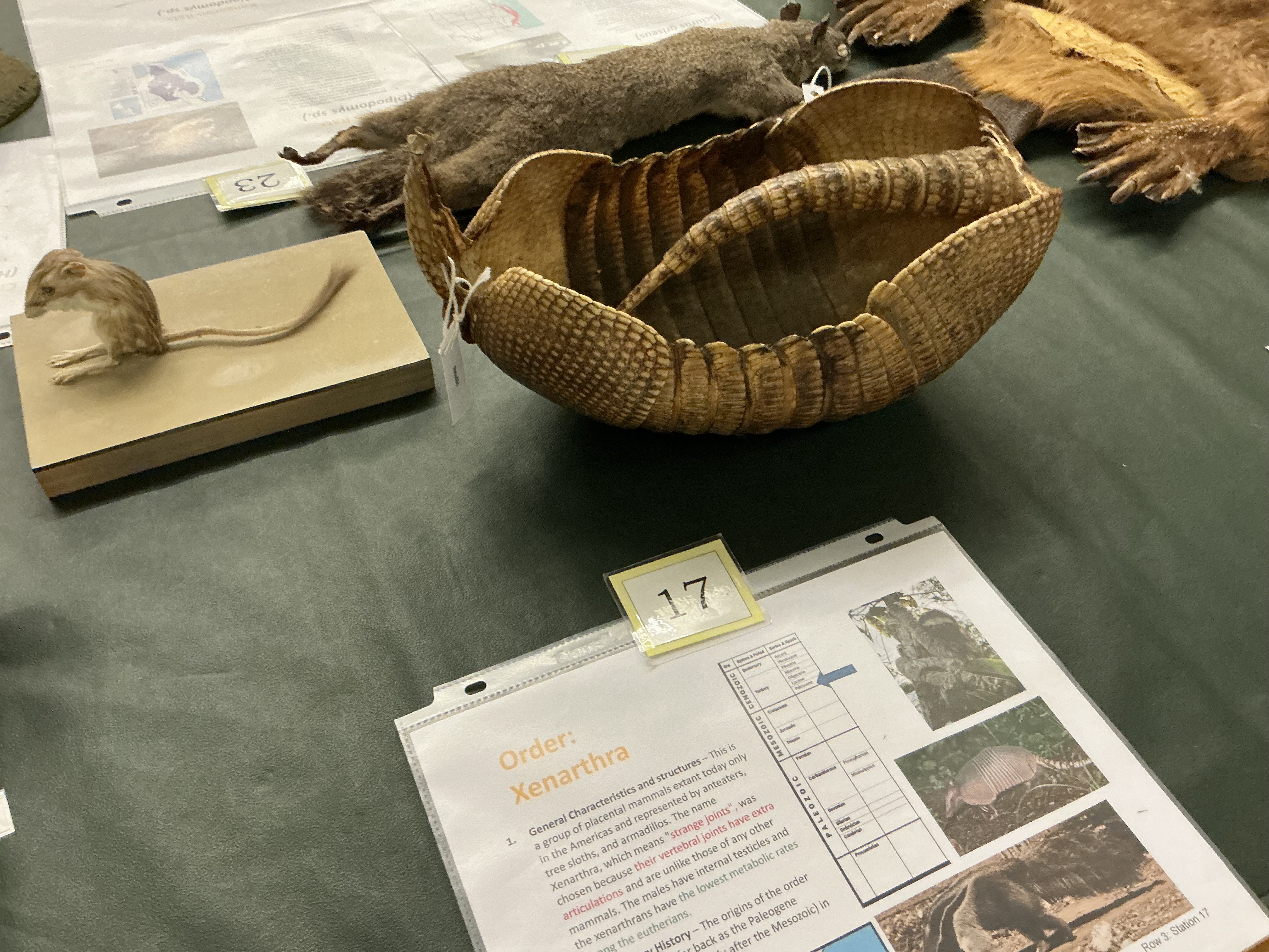 <p>What is the Armadillo’s outer shell made of? Why is it quickly spread in the US?</p>