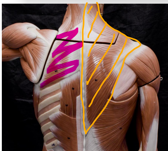 <p>pink </p><p>originates t2 - t5 vertebrae spinous processes </p><p>inserts medial border of scapula </p><p>actions: elevates, retracts, medially rotates scapula </p>