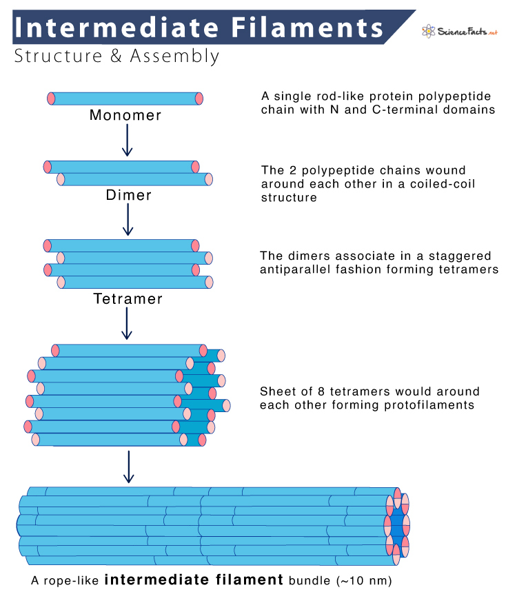 <p>Strong, stable, rope-like.</p><p>Made up of fibrous subunits and help form desmosomes and provide internal guy wires to resist pulling forces on cell.</p>