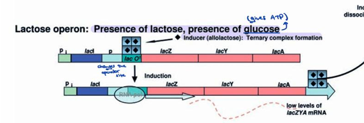 <p>In the presence of lactose, a secondary metabolite called 1,6-allolactose is produced, which binds to LacI, diminishing its affinity for the operator site, resulting in a small increase in the amounts of lac metabolic enzymes produced.</p><p></p>