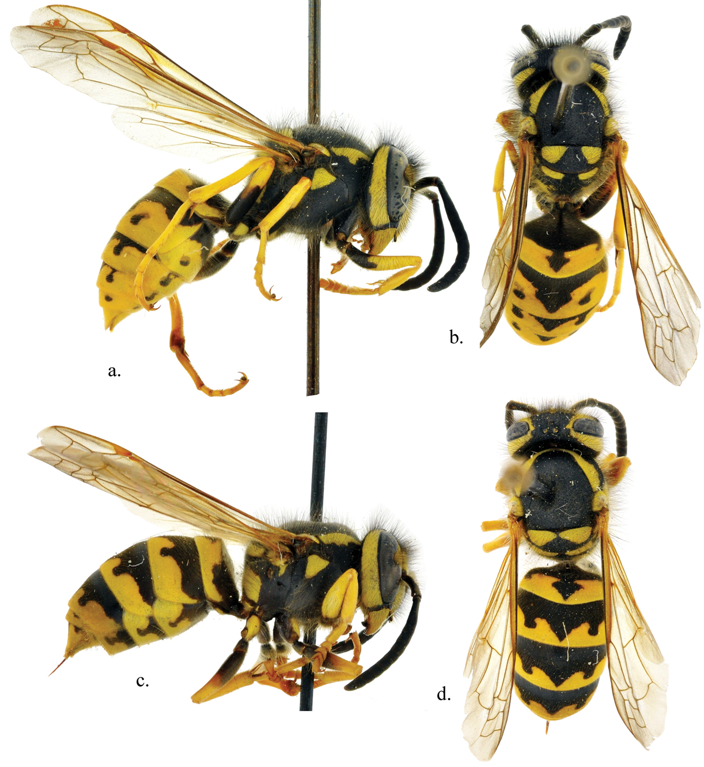 <p>Paper Wasps and relatives</p><p>Order Hymenoptera</p>