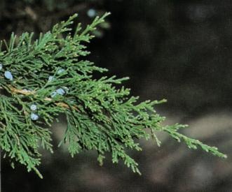 Family: Cupressaceae 
Common: Eastern red cedar 
Range: Native to midwest to Eastern US. Widest distribution conifer in US.
Habitat: Low nutrient soils, wet to dry sites.
Height: up to 60ft high 
Bark: Shreddy reddish-brownish bark. Twigs brownish-gray. 
Persistence: Evergreen, gymnosperm 
Leaves: Opposite, awl shaped needles when juvenile. Scaly and overlapped when older. 
Fruits: Produce male and female cones. Female cones are called "juniper berries." 
Other: Used for gin, timber, and pencils. Windbreaks, wildlife nesting, cover. 
Tol: shade intermed, low salt, low fire, low flood, high drought