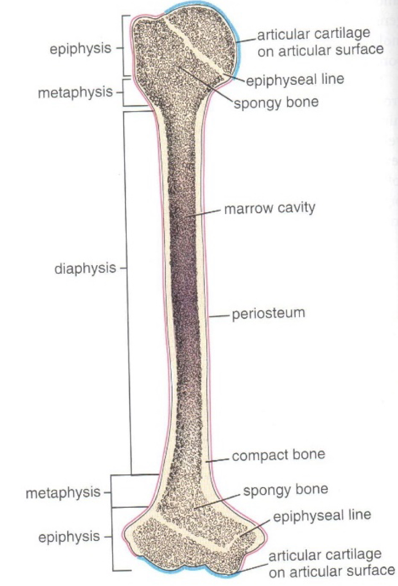 <ul><li><p>Epiphysis - enlarged proximal and distal ends</p></li><li><p>Diaphysis / body - elongated central portion, contains marrow cavity</p></li><li><p>Metaphysis - between epiphysis and diaphysis</p></li><li><p>Physis / growth plate / epiphyseal plate - after closure of the physis, an ossified epiphyseal line remains</p></li></ul>