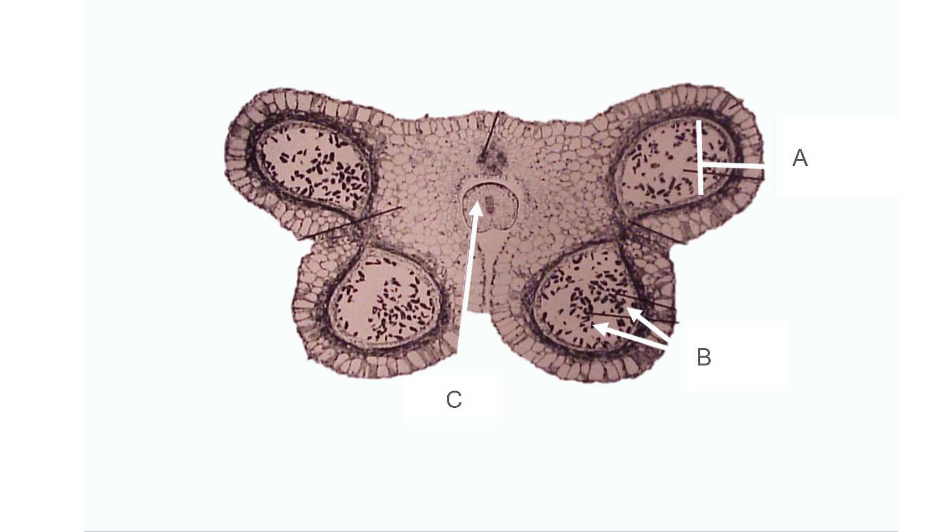 <p>What is C?</p>