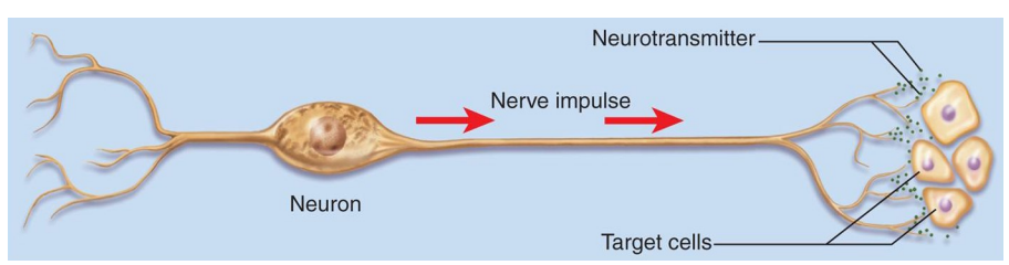 <p>Neural Communication</p>