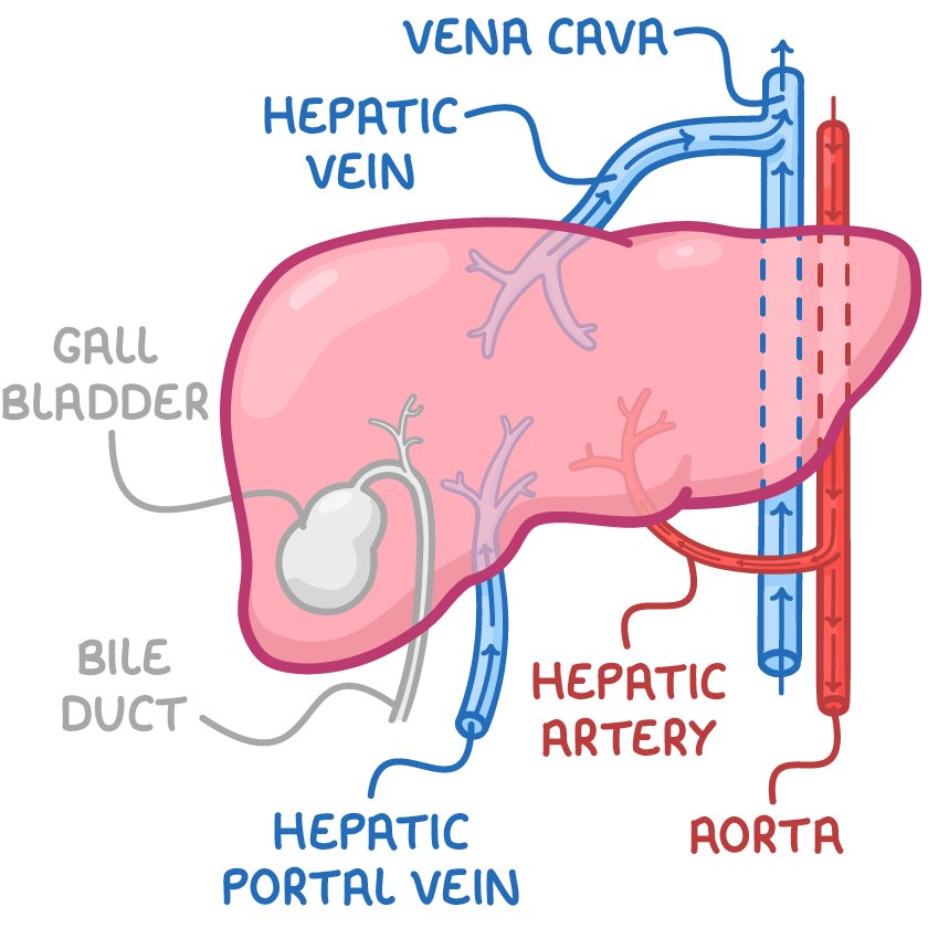<p>Portal vein lies in front of hepatic artery.</p><p><strong>B. No</strong></p><p></p>