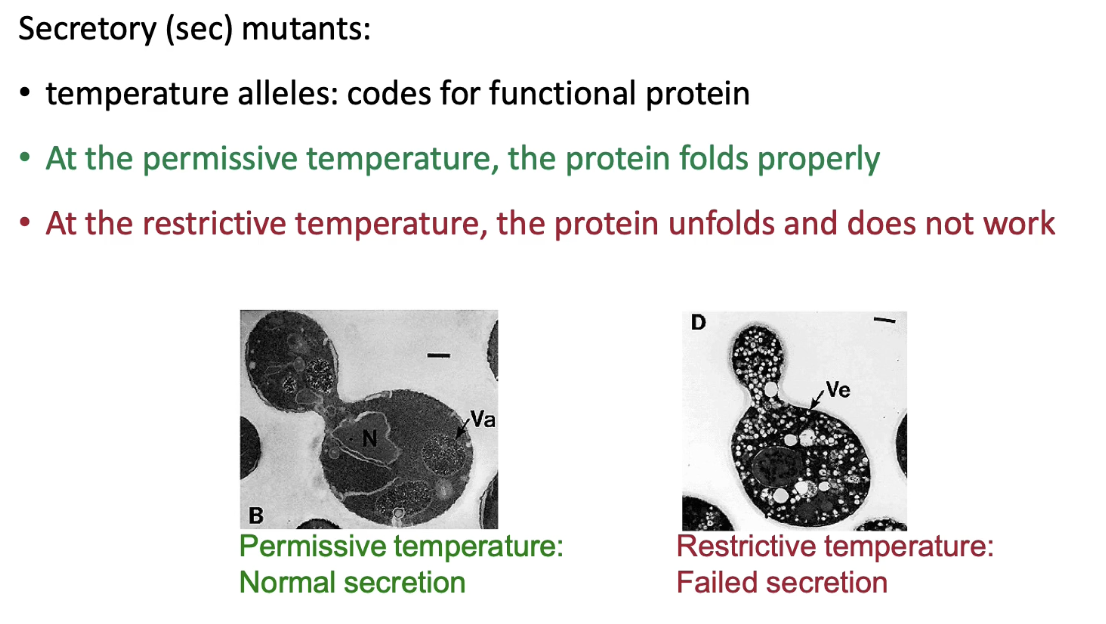 <ul><li><p>Researchers (e.g., <strong>Randy Schekman</strong>) induced <strong>random mutations</strong> in yeast genome</p></li><li><p>Looked for <strong>temperature-sensitive mutants</strong> that block invertase secretion</p></li><li><p>At <strong>permissive temp</strong>: mutant proteins <strong>fold/function normally</strong></p></li><li><p>At <strong>restrictive temp</strong>: proteins <strong>misfold</strong>, causing secretion <strong>defect</strong></p></li><li><p>Mutants where invertase <strong>accumulated</strong> in vesicles were identified</p></li><li><p>Each mutant named as a <strong>sec (secretory) mutant</strong> (e.g., <strong>Sec61</strong>)</p></li></ul><p></p>