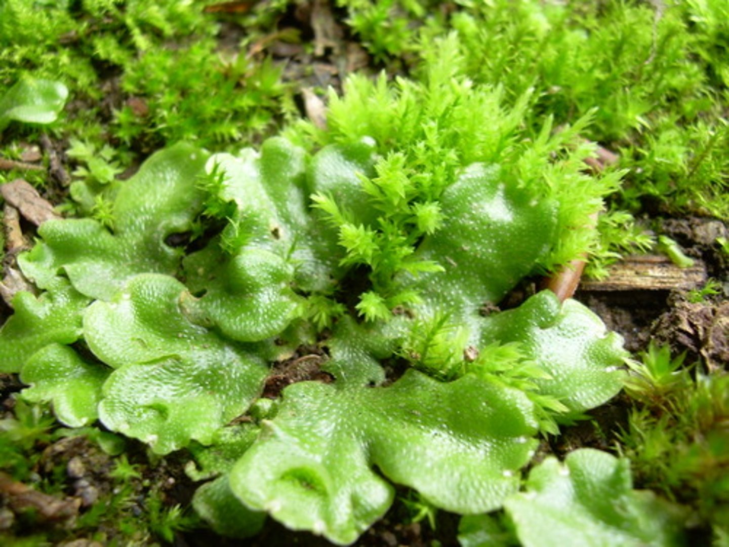 <p>Phyulm of Bryophya; most species are leafy with a form very much like a flattened moss</p>