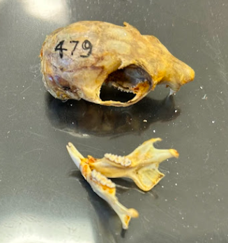<p>Southern Flying Squirrel</p><p>Sciuridae</p><p><em>Glaucomys volans</em></p>