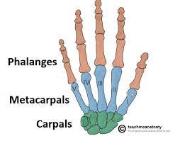 <p>Carpals (base of hand)</p><p>Metacarpals (palm)</p><p>Phalanges (fingers)</p>