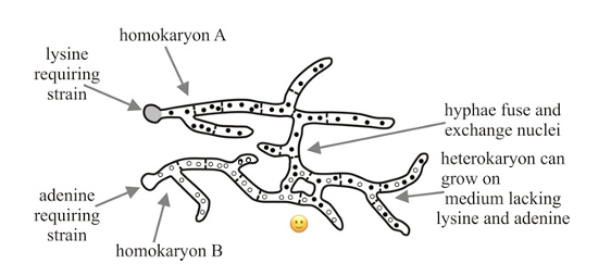 <ul><li><p>Fusions - two hyphae fuse at the crossing point, or they form a bridge between two strands, or they just fuse side to side<span> </span></p></li><li><p>Sometimes fusions are unsuccessful - it is tightly controlled by genetics</p></li><li><p>Sexual fusion - mating loci, alleles must differ, so it is a successful fusion<span> </span></p></li><li><p>Asexual fusion (making a network with themselves) - different set of loci called compatibility loci for self/non-self recognition, alleles must match</p></li><li><p>There needs to be a balance between negative and positive autotropisms, this gives efficient resource translocation, mycelial stability, and genetic variation<span> </span></p></li></ul><p></p>