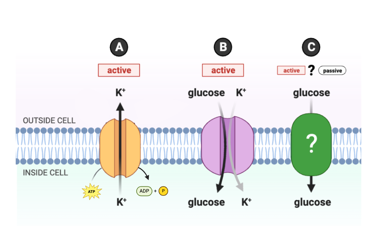 <p>Given the function of proteins A and B, is protein C is an ATPase pump engaged in active transport or a channel engaged in facilitated diffusion?</p><ul><li><p><span>a. Protein C is an active transport protein.&nbsp;</span></p></li><li><p><span>b. Protein C is a passive transport protein.</span></p></li><li><p><span>c. There is insufficient information to make a conclusion.</span></p></li></ul><p></p>