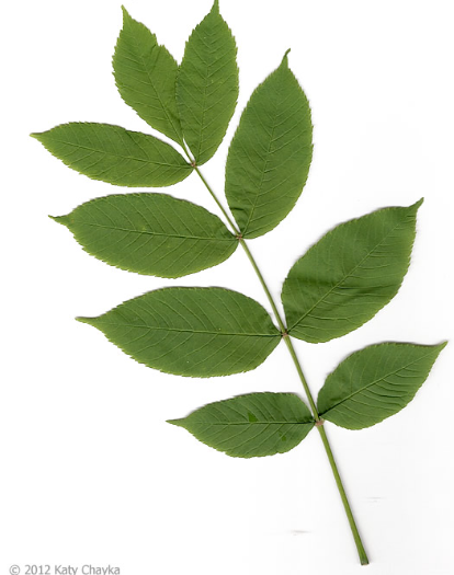 <p><em>Fraxinus nigra</em></p>