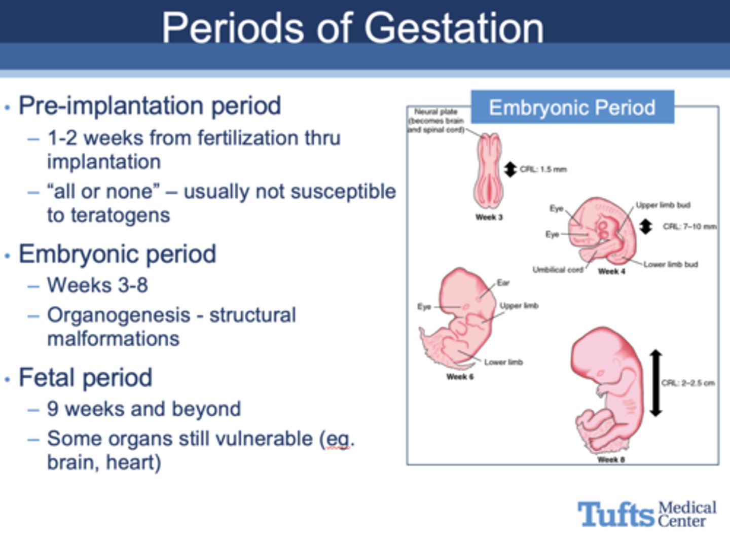 <p>Pre-implantation period</p>