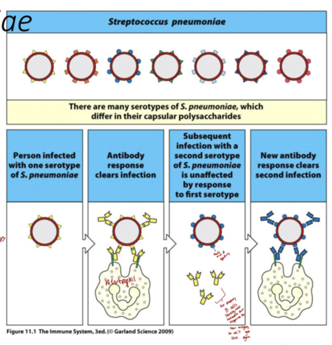 <p>-Each serotype has a unique surface structure (like a different “coat”) that the immune system recognizes as foreign.</p><p>-The body produces specific antibodies against those surface antigens.</p><p>Immunity to one serotype does not protect against others.</p><p>-By having many serotypes (like Streptococcus pneumoniae’s 100+), the pathogen can dodge immune memory — an antibody that recognizes serotype A won’t recognize serotype B.</p><p>serotypes are like the "types" of pathogen </p>