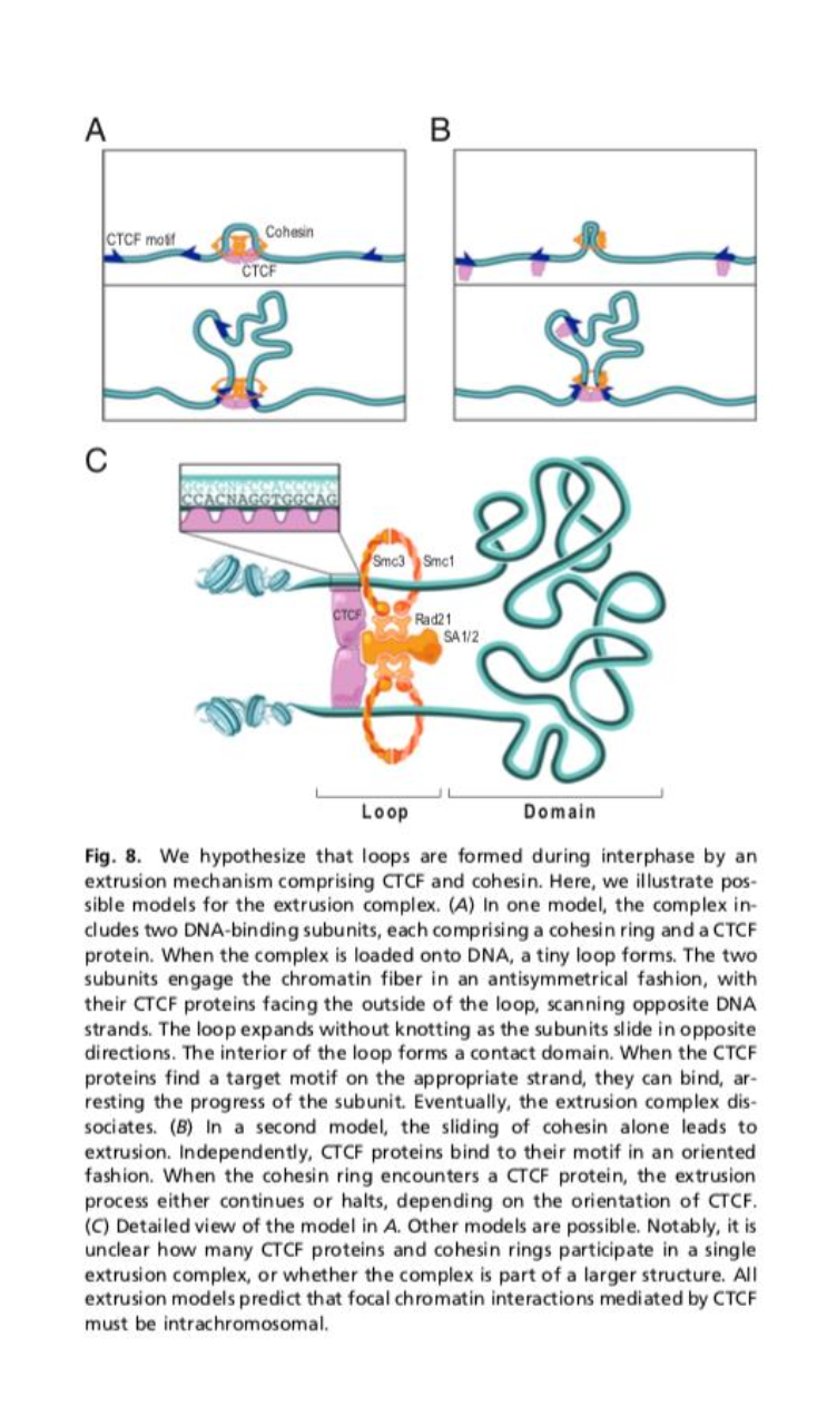 <p>Cohesin loads onto chromatin via NIPBL-MAU2.&nbsp;<br>ATP hydrolysis drives processive extrusion of DNA through the cohesion ring, enlarging the loop.&nbsp;<br>Extrusion stops at CTCF-bound sites oriented conversantly leading to a stable loop formation.&nbsp;</p>