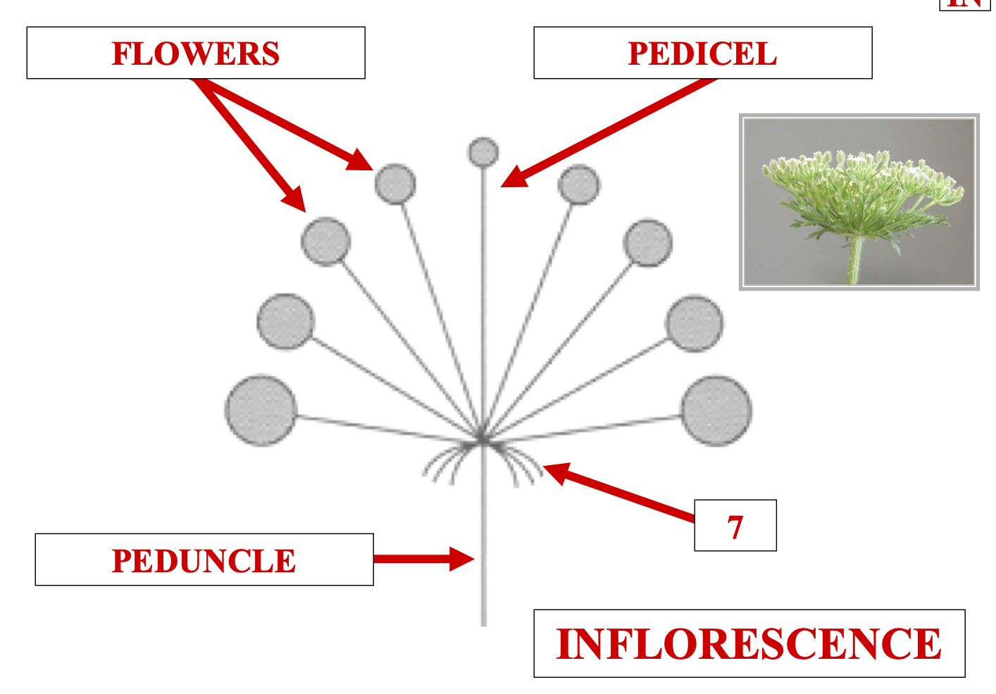 <p>name structure 7</p>