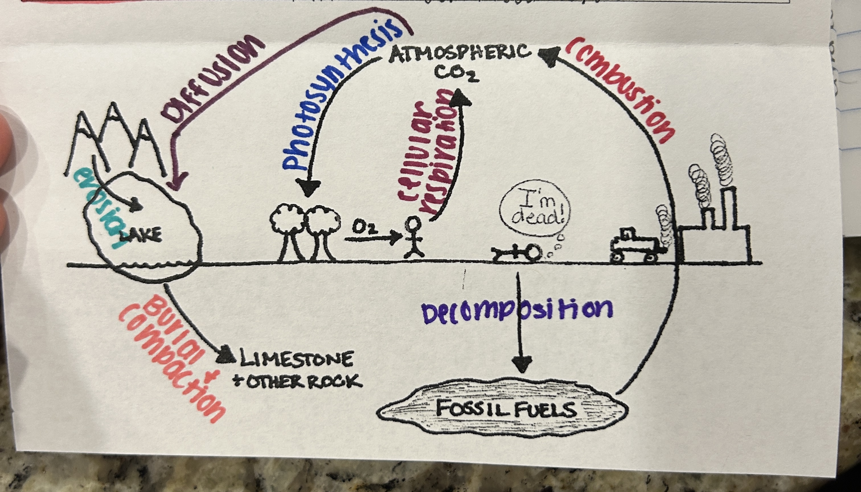 <p>Which cycle is this?</p>